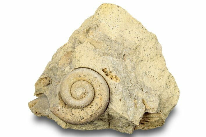 Ordovician Gastropod Fossil (Helicotoma) - Wisconsin #248618